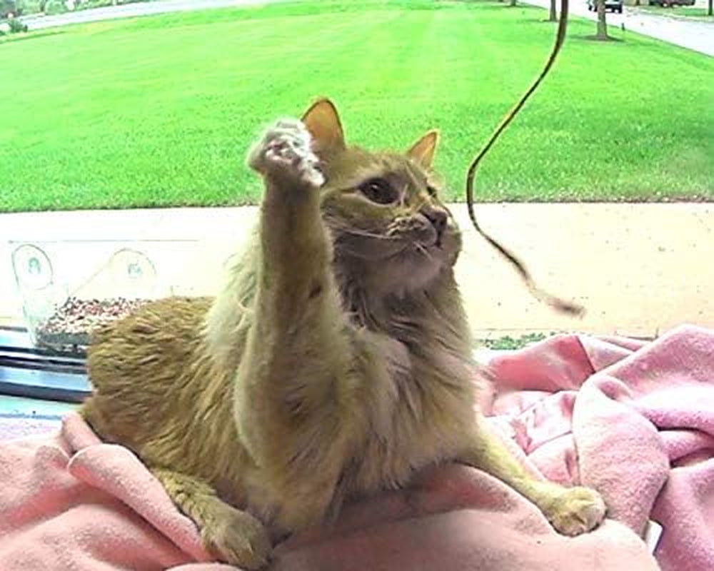 Kitty Leather Fling String - Interactive Cat and Kitten Toy - USA Made, USA Leather (Buffalo Leather on Birch Wand)