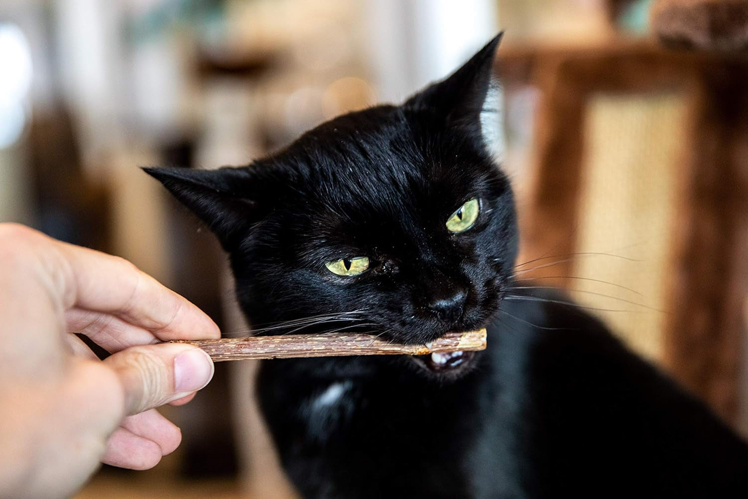 20 Ct Mini Matatabi Cat Chew Sticks - an All Natural Silvervine Cat Toy and Treat - Catnip Alternative