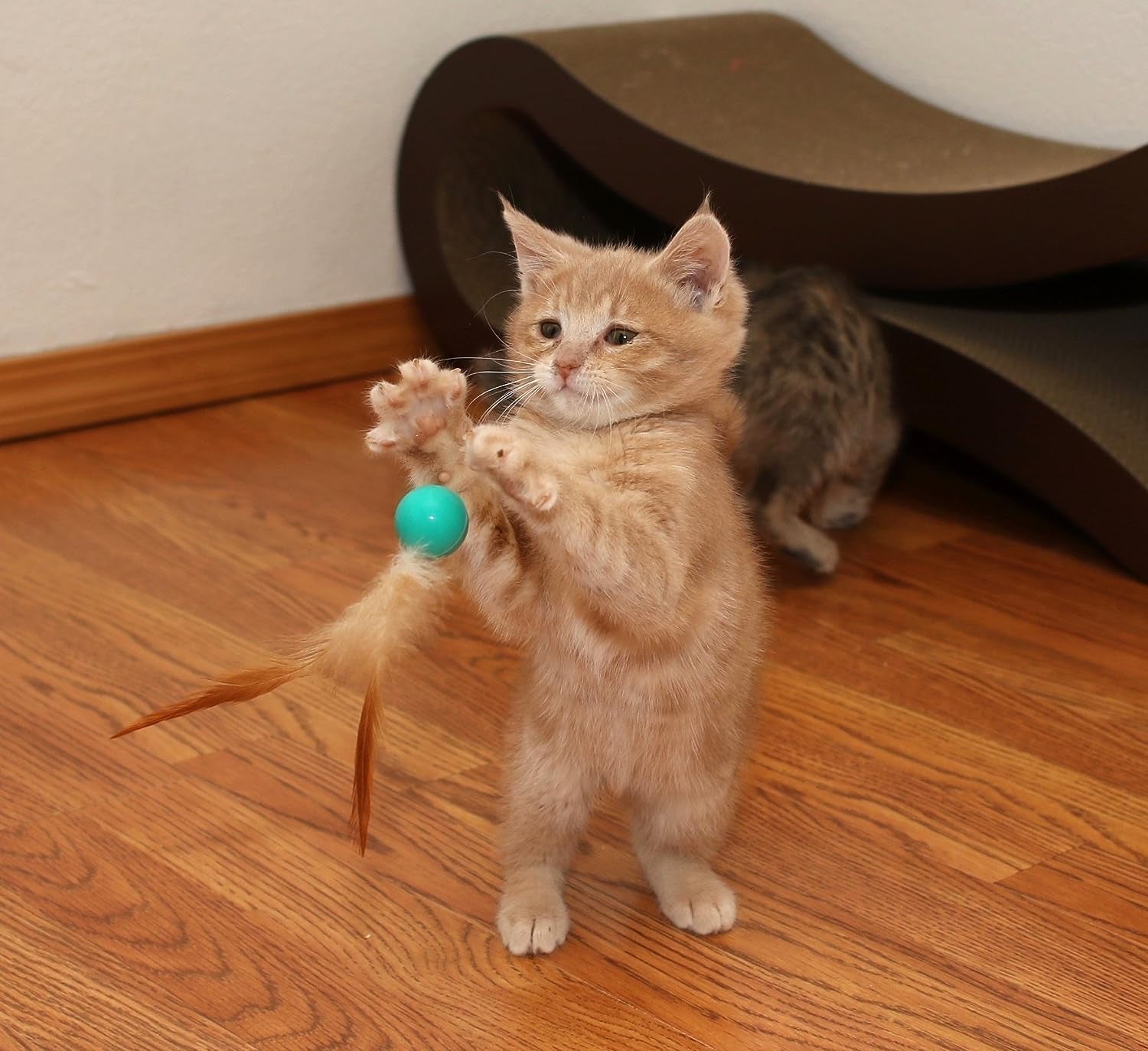 3 Pack Interactive Bouncy Ball with Natural Feathers for Indoor Cats and Kittens Who Love to Play and Have Fun.