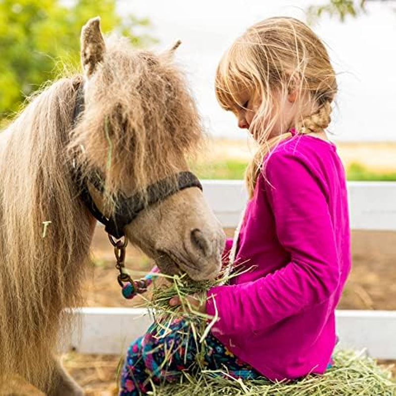 | 15 Oz. Fresh Orchard Grass Hay | Available in 15 Oz. & 40 Oz. Pouches | Nutritious, Delicious Meal or Snack for Rabbits, Guinea Pigs, Hamsters, Gerbils, and Other Small Pets