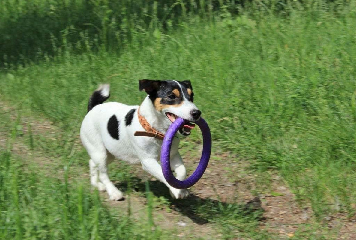 2 Puller Mini Interactive Dog Toy 7.5" Rings, Purple, for Small Breed Dogs