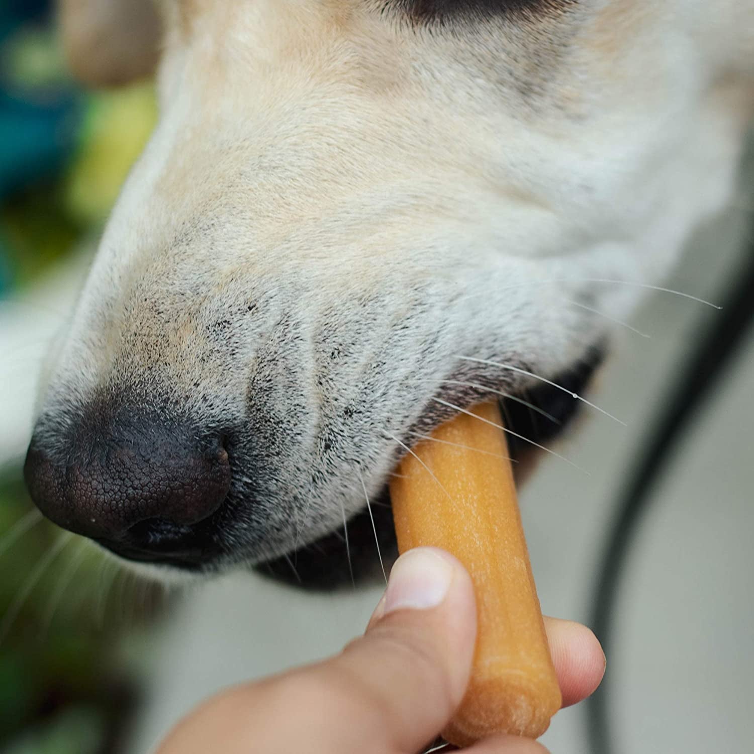 Yakychurro Himalayan Cheese Treats | Lactose Free - Gluten Free - Wheat Free -Soy Free| USA MADE | for All Breeds | BACON FLAVOR | 3 Resealable Pouches