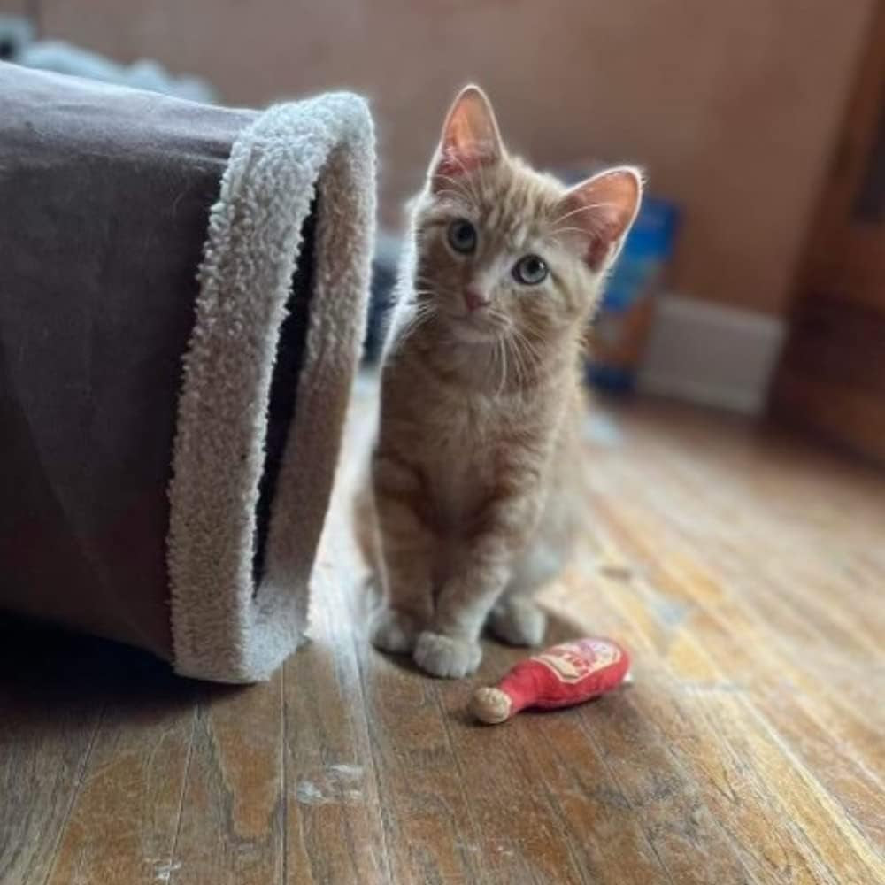 KITTYBELLES Huxley & Kent Cat Toy Bundle | Fat Cat Hot Sauce & Taco | Soft Plush Pounce Kitty Toy with Catnip and Crinkle