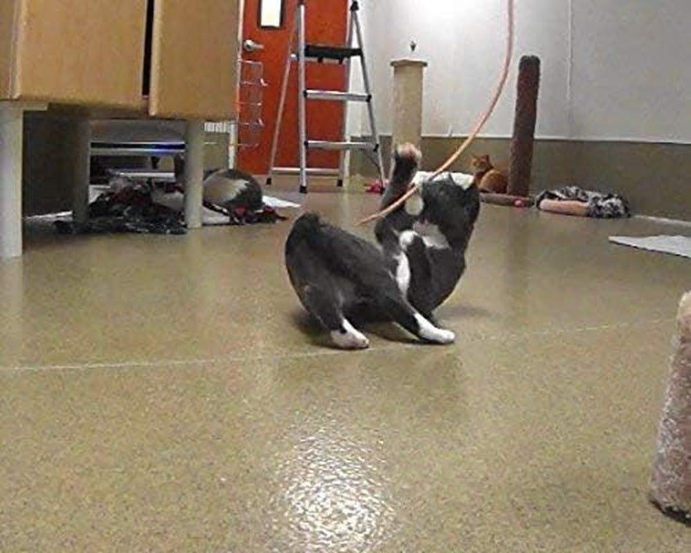 Kitty Leather Fling String - Interactive Cat and Kitten Toy - USA Made, USA Leather (Buffalo Leather on Birch Wand)