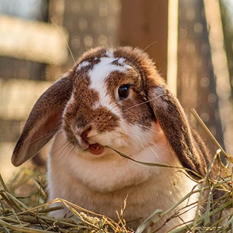 | 15 Oz. Fresh Teff Grass Hay | Available in 15 Oz. & 40 Oz. Pouches | Nutritious, Delicious Meal for Rabbits, Guinea Pigs, Gerbils, and Other Small Pets