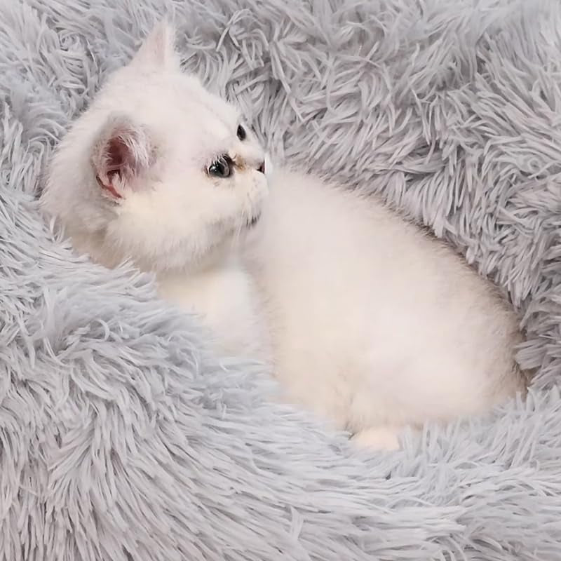 Dog Bed Cat Bed Dog Donut Bed Samll Dog Bed Pet Bed Dog Bed Donut Soft Puppy Pet Bed Kitten Bed Fluffy Friend Dog Bed for 3KG Pet