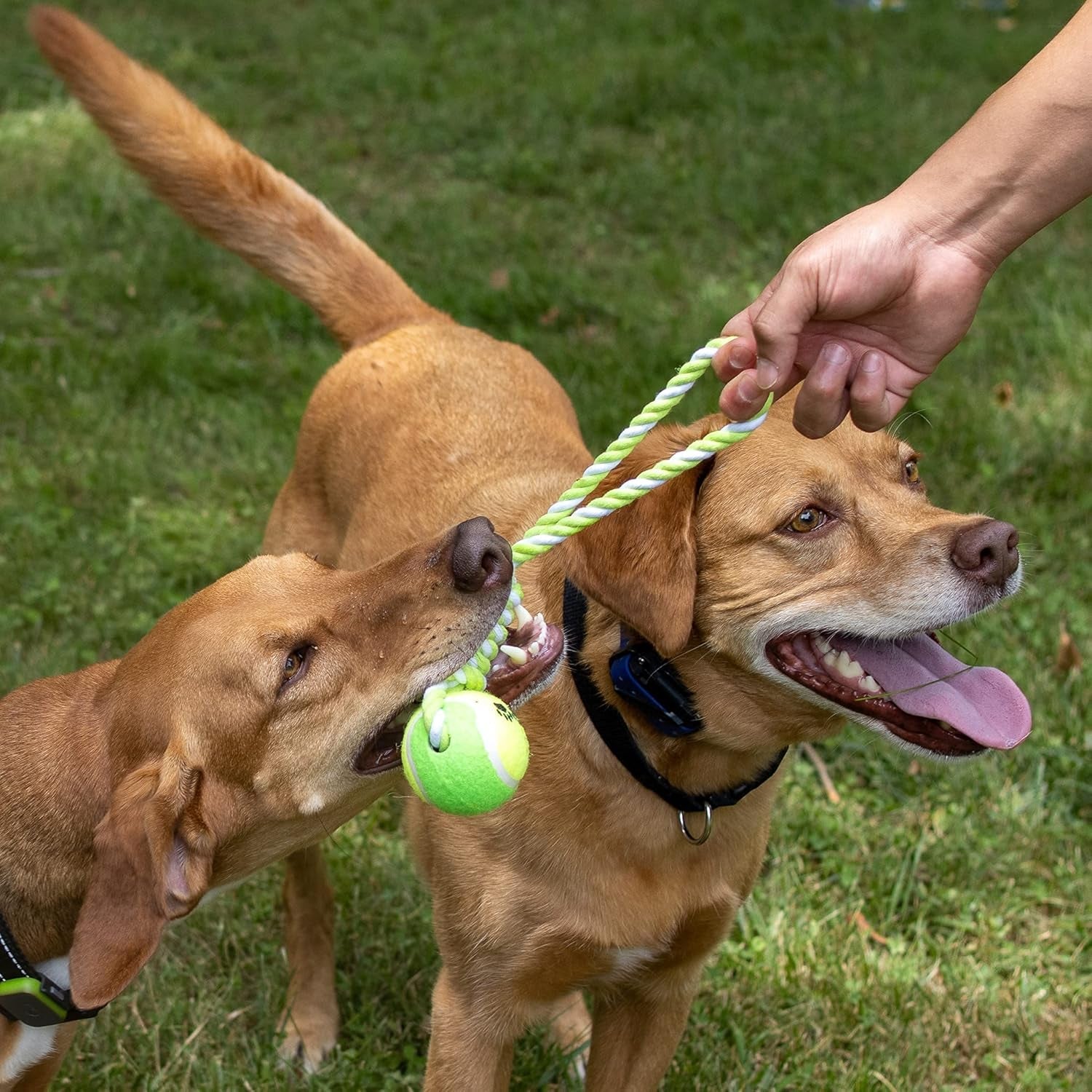 2 Piece Dog Training Ball on Rope, Cotton Rope Ball, Tug Ball Toy, Tough Rope Toy, Non-Toxic and Durable Dog Toys for Big and Small Dogs