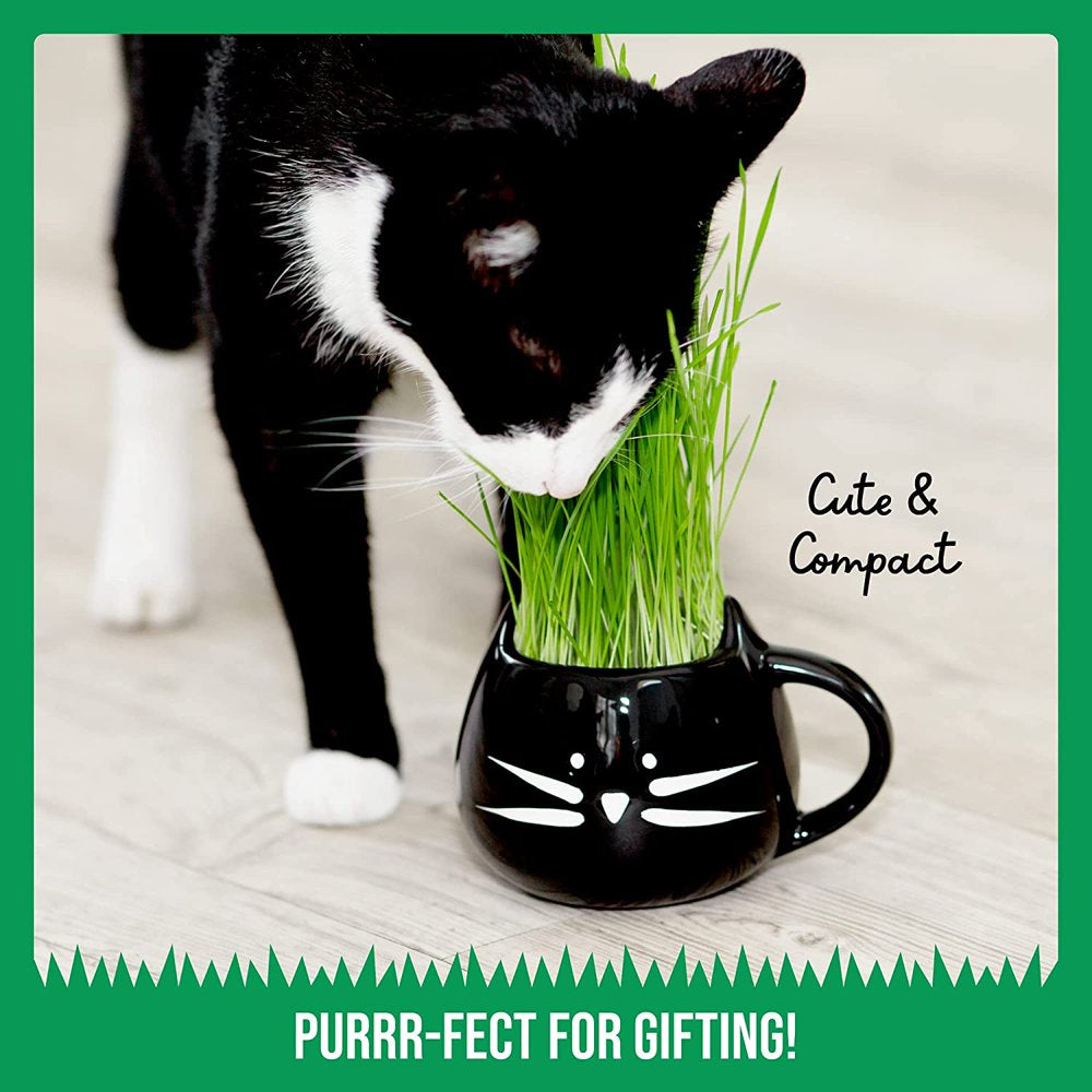 The Cat Ladies Organic Cat Grass Growing Kit with Organic Seed Mix, Organic Soil and Cat Planter, Natural Hairball Control and Remedy Animals & Pet Supplies > Pet Supplies > Cat Supplies > Cat Treats The Cat Ladies   