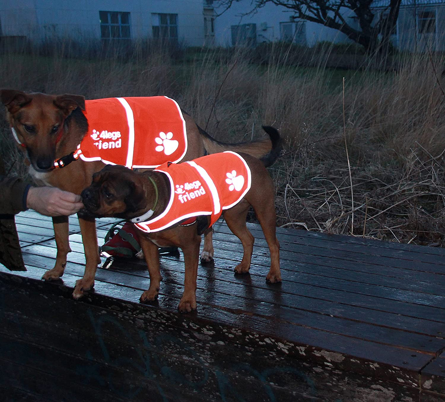 4Legsfriend Dog Safety Orange Reflective Vest with Leash Hole 5 Sizes - High Visibility for Outdoor Activity Day and Night, Keep Your Dog Visible, Safe from Cars & Hunting Accidents Animals & Pet Supplies > Pet Supplies > Dog Supplies > Dog Apparel 4LegsFriend   