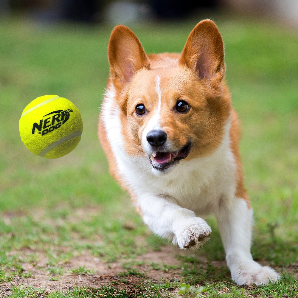 Nerf Dog 16 Inch Tennis Ball Blaster Dog Toy with 8 Balls Animals & Pet Supplies > Pet Supplies > Dog Supplies > Dog Toys Gramercy Products   