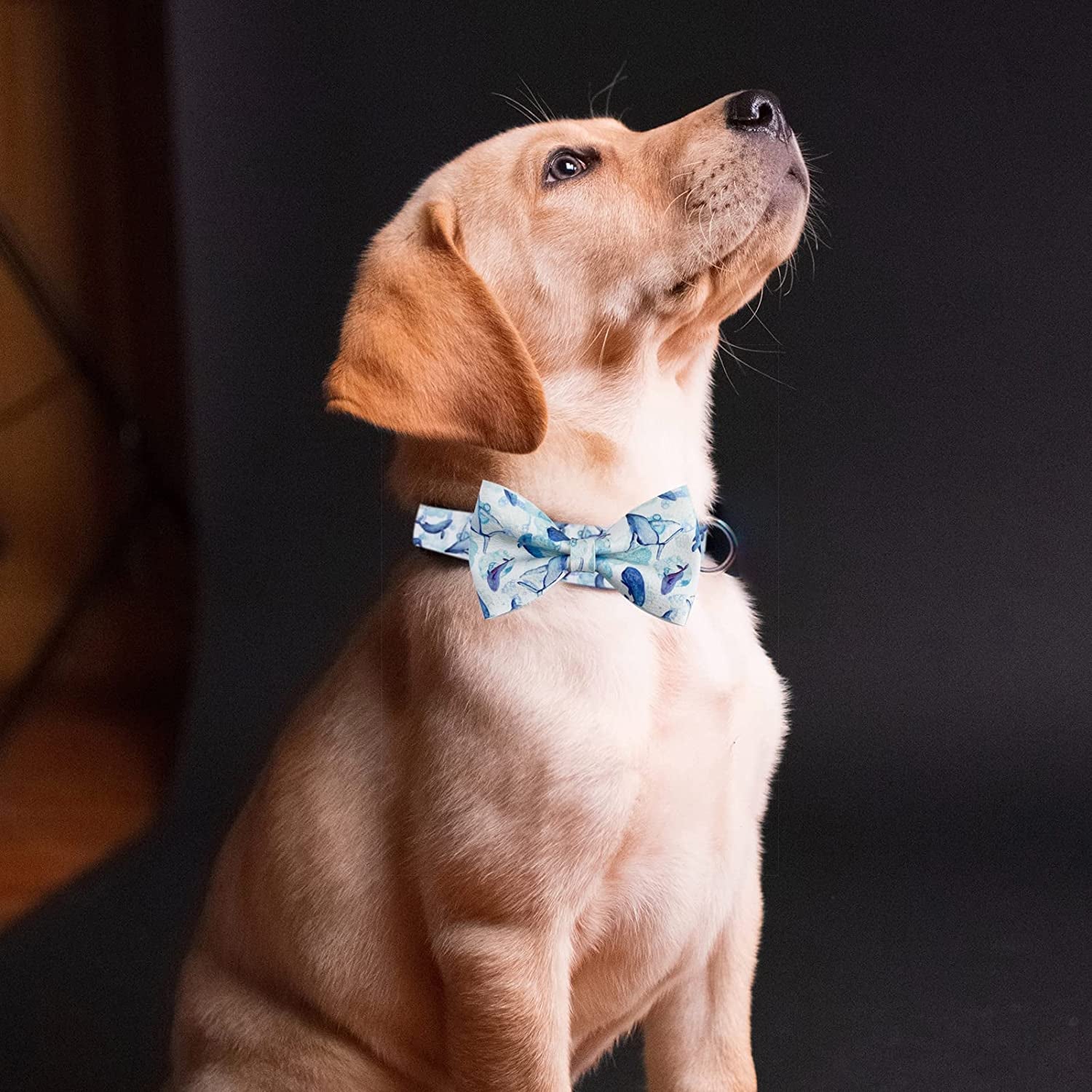 Wondrella Whale Printed Leather Dog Collar-Cute Blue Dog Collar with Bow, Adjustable Bowtie Dog Collar with Metal Buckle for Medium Dogs Animals & Pet Supplies > Pet Supplies > Dog Supplies > Dog Apparel Wondrella   