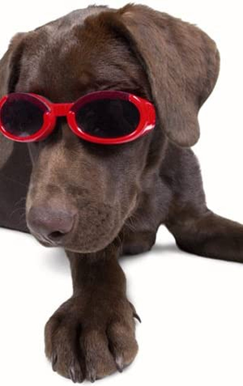 Doggles ILS Large Racing Flames Frame and Orange Lens Animals & Pet Supplies > Pet Supplies > Dog Supplies > Dog Apparel Doggles, LLC   