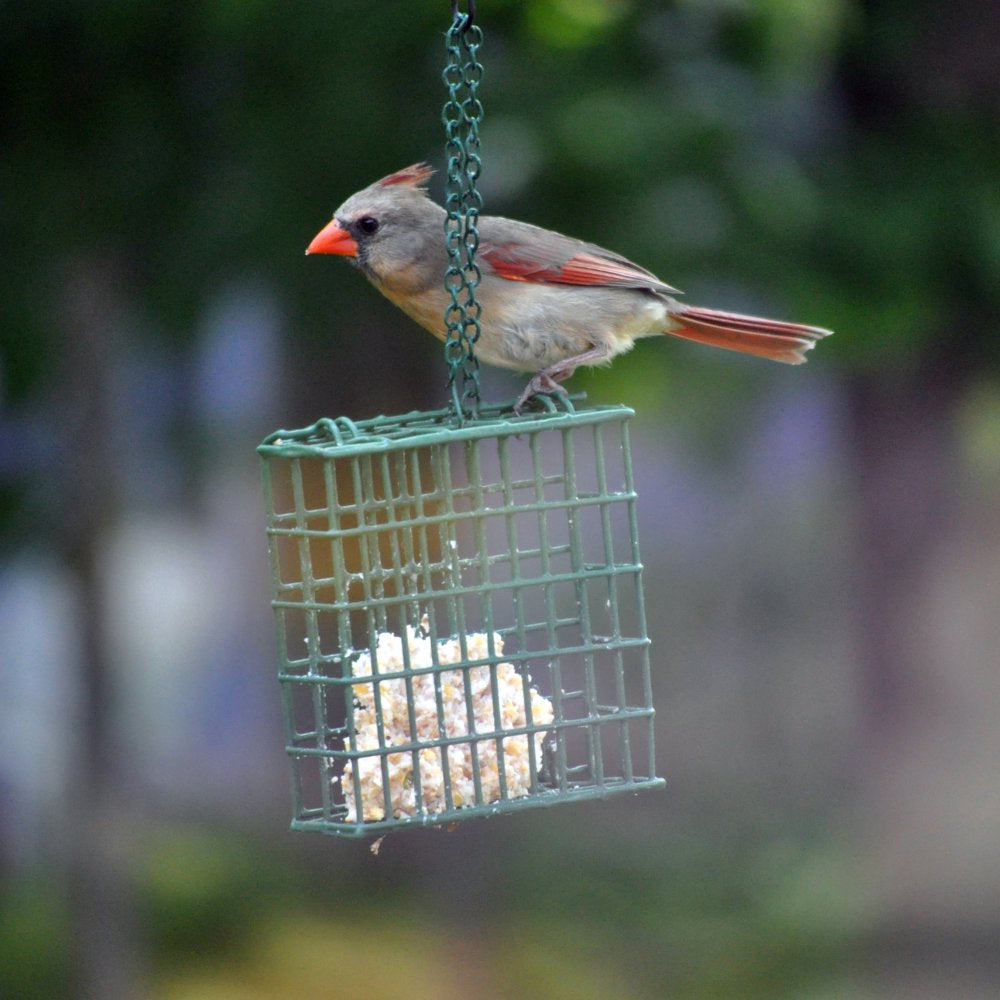 C&S Products Peanut Treat Suet, for Year round Feeding, 11 Oz Cake, Wild Bird Food Animals & Pet Supplies > Pet Supplies > Bird Supplies > Bird Treats Central Garden and Pet   