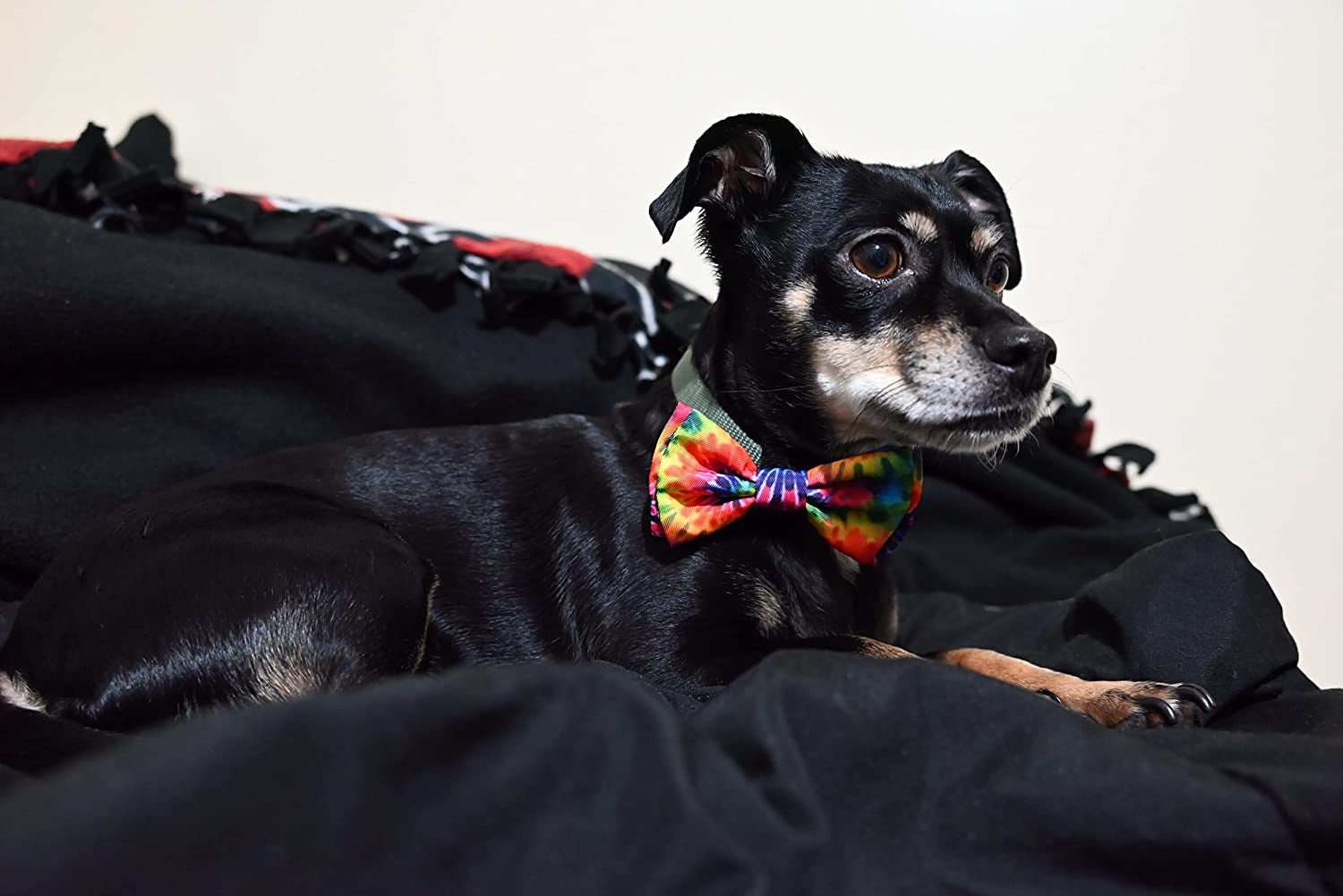 H&K Bow Tie for Pets | Woodstock (Large) | Velcro Bow Tie Collar Attachment | Fun Bow Ties for Dogs & Cats | Cute, Comfortable, and Durable | Huxley & Kent Bow Tie Animals & Pet Supplies > Pet Supplies > Dog Supplies > Dog Apparel Huxley & Kent   