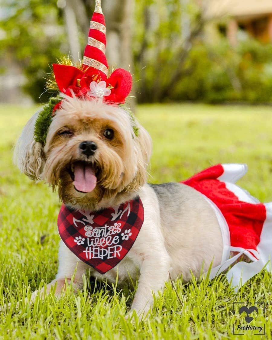 JPB Christmas Dog Bandana Pack of 4 Classic Buffalo Plaid Pets Scarf Triangle Bibs Kerchief Set Animals & Pet Supplies > Pet Supplies > Dog Supplies > Dog Apparel JPB   