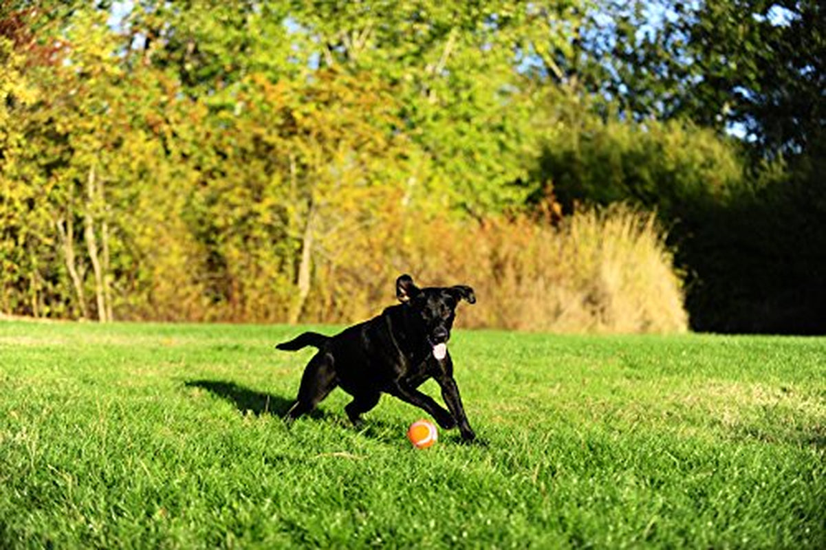 Chuckit! Durable Tennis Ball Dog Toy, Medium, 4 Count Animals & Pet Supplies > Pet Supplies > Dog Supplies > Dog Toys Doskocil Manufacturing Co Inc   