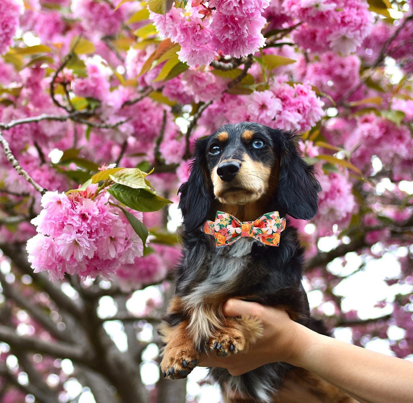 Lionheart Glory Premium Floral Dog Collars, Bowtie Dog Collar, Adjustable Heavy Duty Girl Dog Collar with Bow for Medium Dogs Animals & Pet Supplies > Pet Supplies > Dog Supplies > Dog Apparel Lionheart glory   