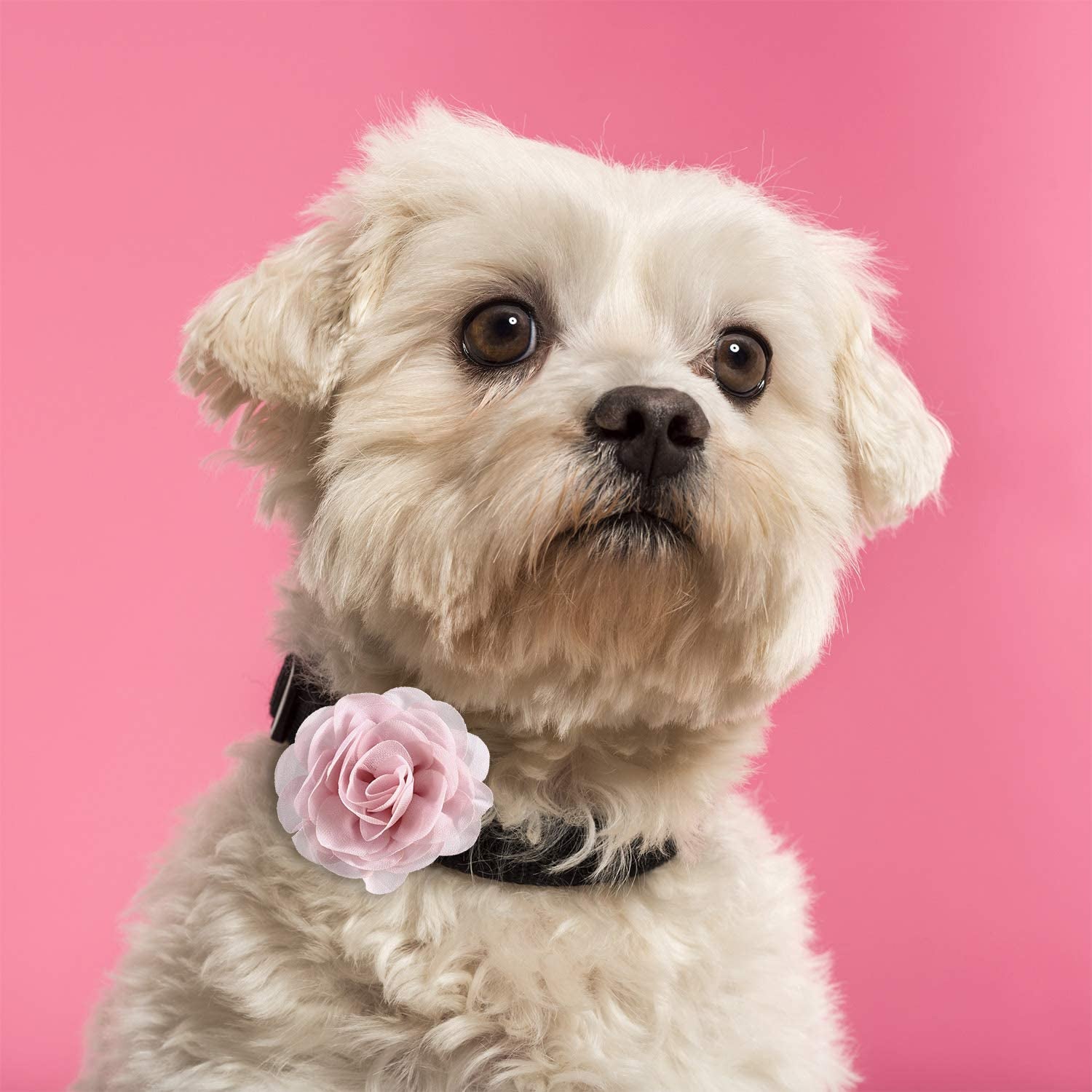 Leinuosen 20 Pieces Dog Collar Flowers Pet Bow Tie Flower Collars