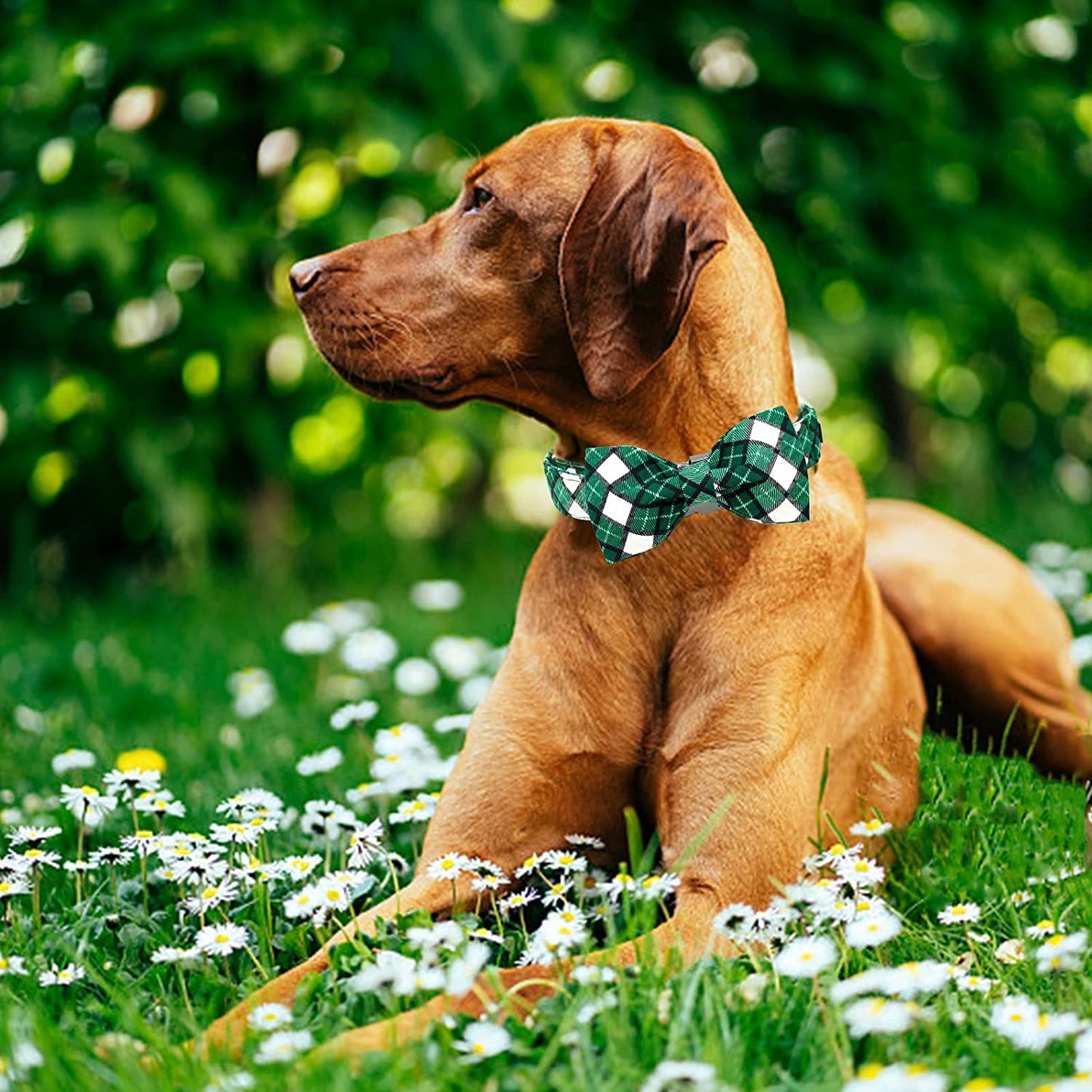 Elegant Little Tail St. Patrick'S Day Dog Collar, Dog Collar with Bow, Green Grid Dog Collar Pet Gift Dog Bowtie Adjustable Dog Collar for Medium Dogs Animals & Pet Supplies > Pet Supplies > Dog Supplies > Dog Apparel Elegant little tail   