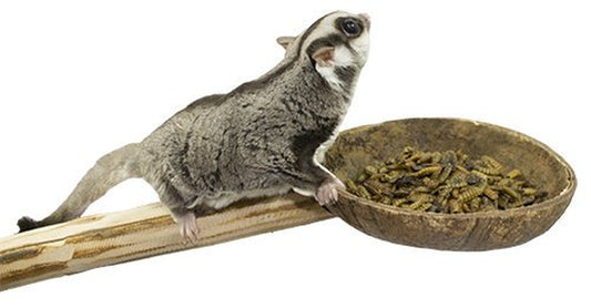 Exotic Nutrition Coconut Cup with Perch - Small Animal Cage Accessory - Sugar Glider, Parrot, Marmoset, Degu, Birds, Other Sm Animals & Pet Supplies > Pet Supplies > Bird Supplies > Bird Cage Accessories Exotic Nutrition   