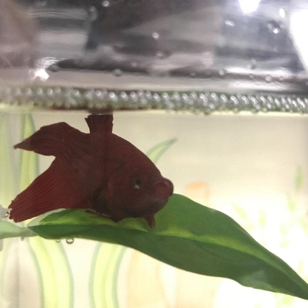 10 Pcs Fish Leaf Pad Betta Hammock for Betta Fish, Light and Realistic, Practical, Comfortable and Safe for Small Fish Tanks, Large Fish Tanks, Aquariums Animals & Pet Supplies > Pet Supplies > Fish Supplies > Aquarium Lighting Laidan   