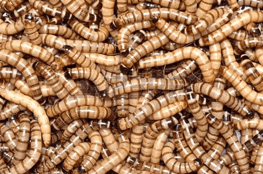 100 - Animal Specialties Brand - Live Superworms Kingworms Animals & Pet Supplies > Pet Supplies > Reptile & Amphibian Supplies > Reptile & Amphibian Food Animal Specialties Superworms   