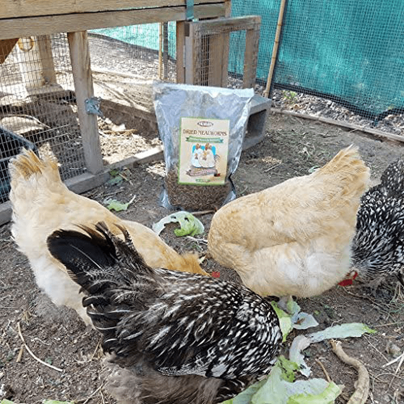 10Lbs Bulk Non-Gmo Dried Mealworms for Reptile , Tortoise ; Amphibian ,Lizard ;Wild Birds; Chichens; Duck Etc Animals & Pet Supplies > Pet Supplies > Reptile & Amphibian Supplies > Reptile & Amphibian Substrates Hatortempt   