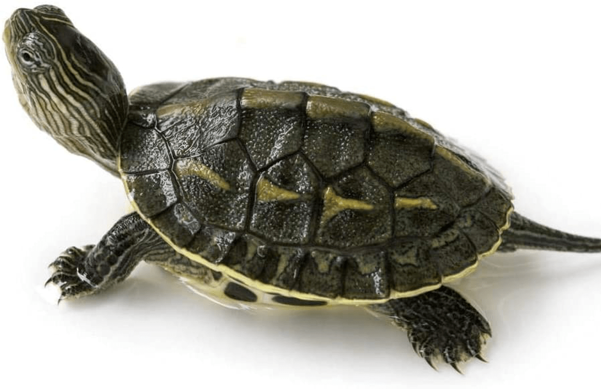 10Lbs Bulk Non-Gmo Dried Mealworms for Reptile , Tortoise ; Amphibian ,Lizard ;Wild Birds; Chichens; Duck Etc Animals & Pet Supplies > Pet Supplies > Bird Supplies > Bird Food Hatortempt   