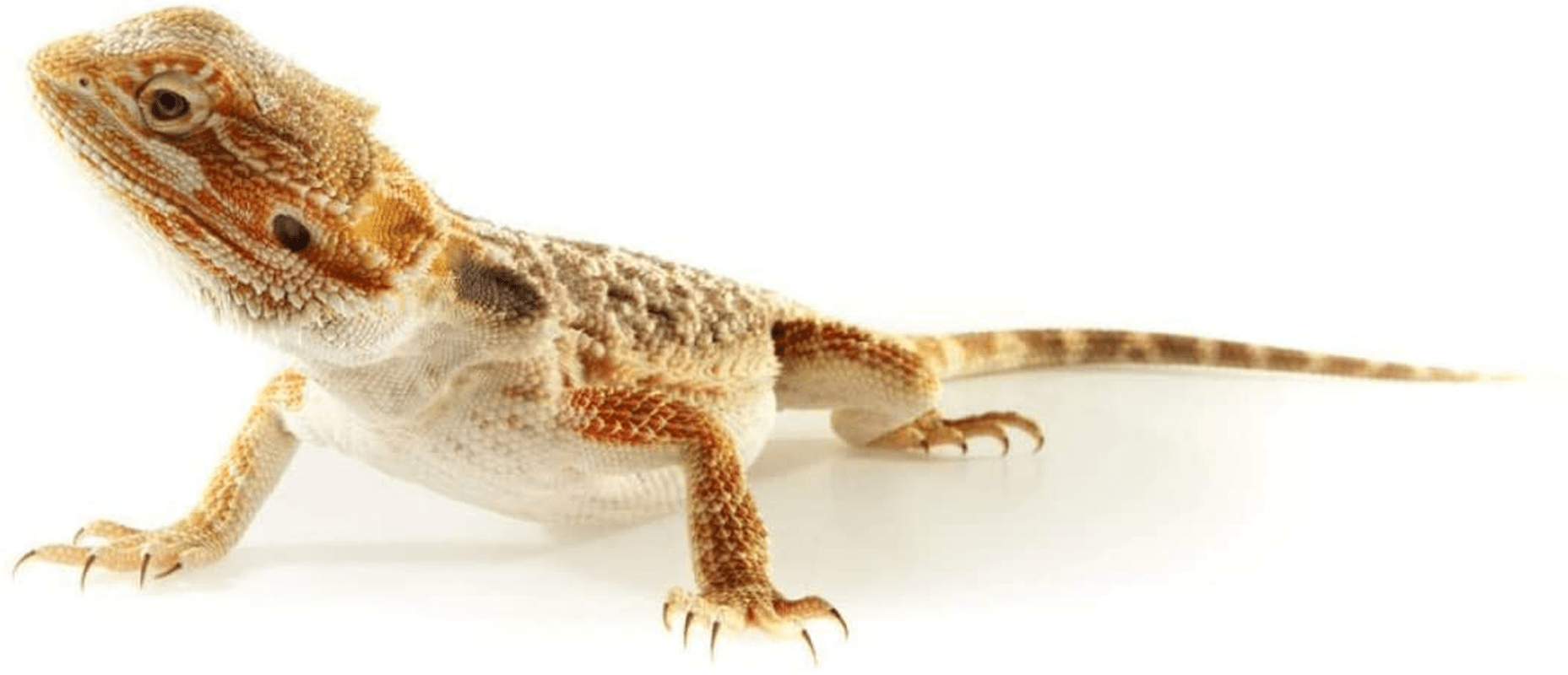 10Lbs Bulk Non-Gmo Dried Mealworms for Reptile , Tortoise ; Amphibian ,Lizard ;Wild Birds; Chichens; Duck Etc Animals & Pet Supplies > Pet Supplies > Bird Supplies > Bird Food Hatortempt   