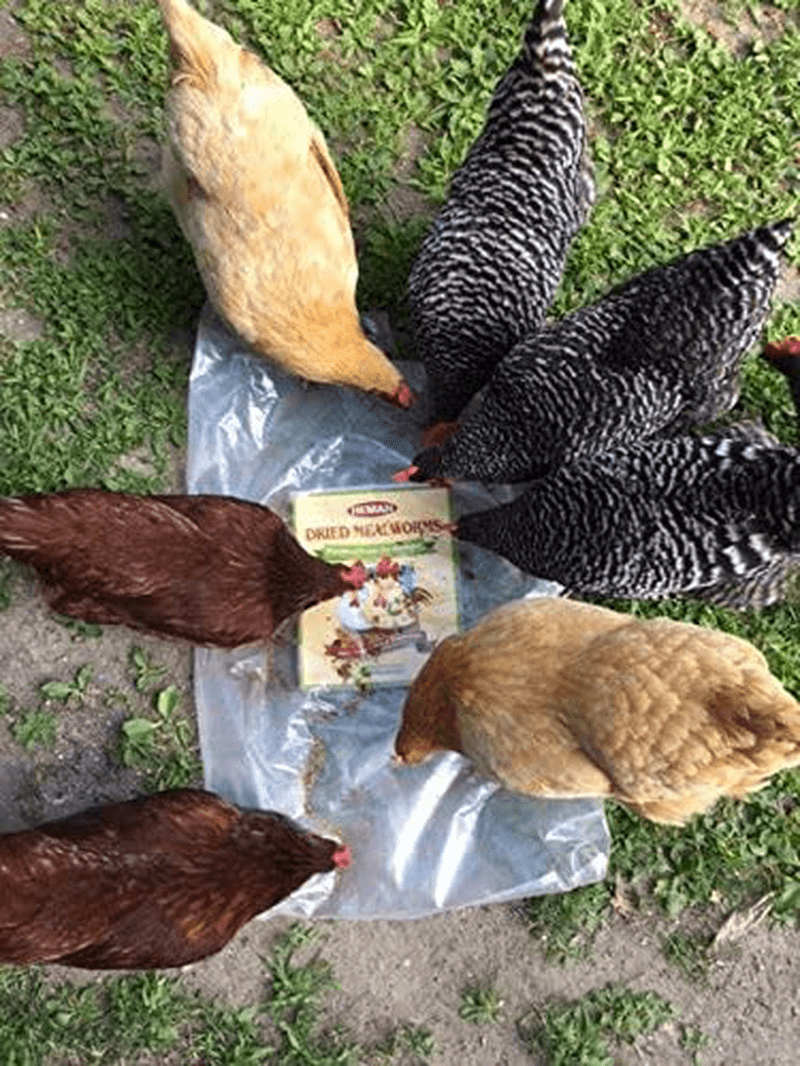 10Lbs Bulk Non-Gmo Dried Mealworms for Reptile , Tortoise ; Amphibian ,Lizard ;Wild Birds; Chichens; Duck Etc Animals & Pet Supplies > Pet Supplies > Bird Supplies > Bird Food Hatortempt   