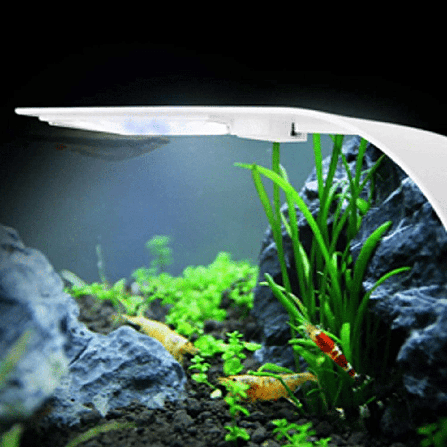 10W Super Slim Aquarium Fish Tank 5730 LED Light Clip-On Lamp Aquatic Plant Lighting (White Body White+Blue Light)