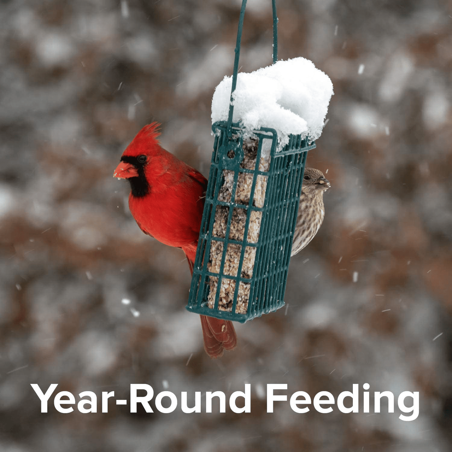 11Oz Year round Premium High Energy Bird Suet Cake 12Pk Animals & Pet Supplies > Pet Supplies > Bird Supplies > Bird Food Blue Seal   