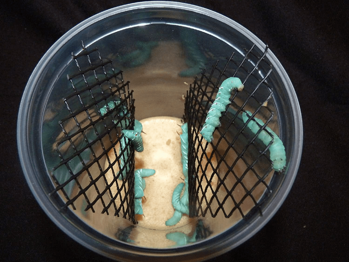: 12 Live Hornworms by Manduca Sexta with Enough Food to Grow Them to near Adult Animals & Pet Supplies > Pet Supplies > Reptile & Amphibian Supplies > Reptile & Amphibian Substrates Manduca sexta   