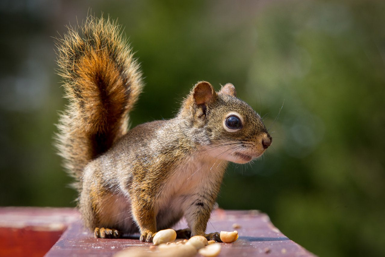 Wakefield Peanut Co Virginia Peanuts Bulk 45LB Bag Raw Shelled Animal Peanuts for Squirrels, Birds, Deer, Pigs and a Wide Variety of Wildlife Animals & Pet Supplies > Pet Supplies > Small Animal Supplies > Small Animal Food Wakefield Peanut Co   