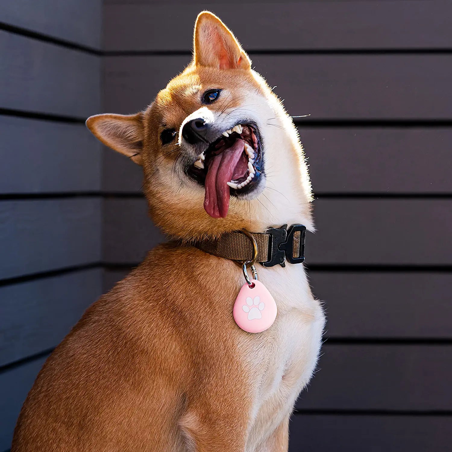 Airtag Dog Collar Holder [Lot de 2] Housse de protection étanche