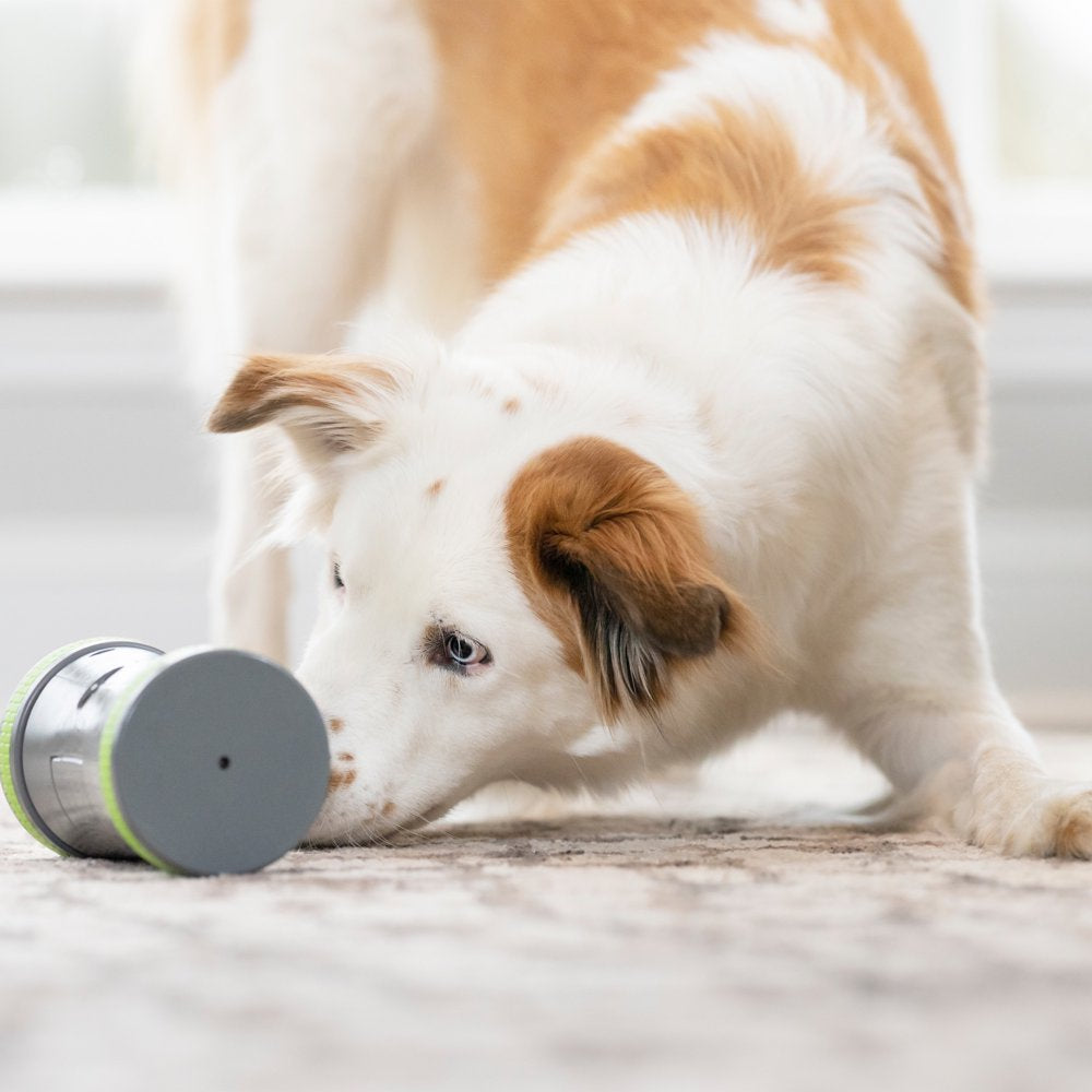 Petsafe Kibble Chase Interactive Dog Toy, Slow Feeder, Electronic Treat Dispenser