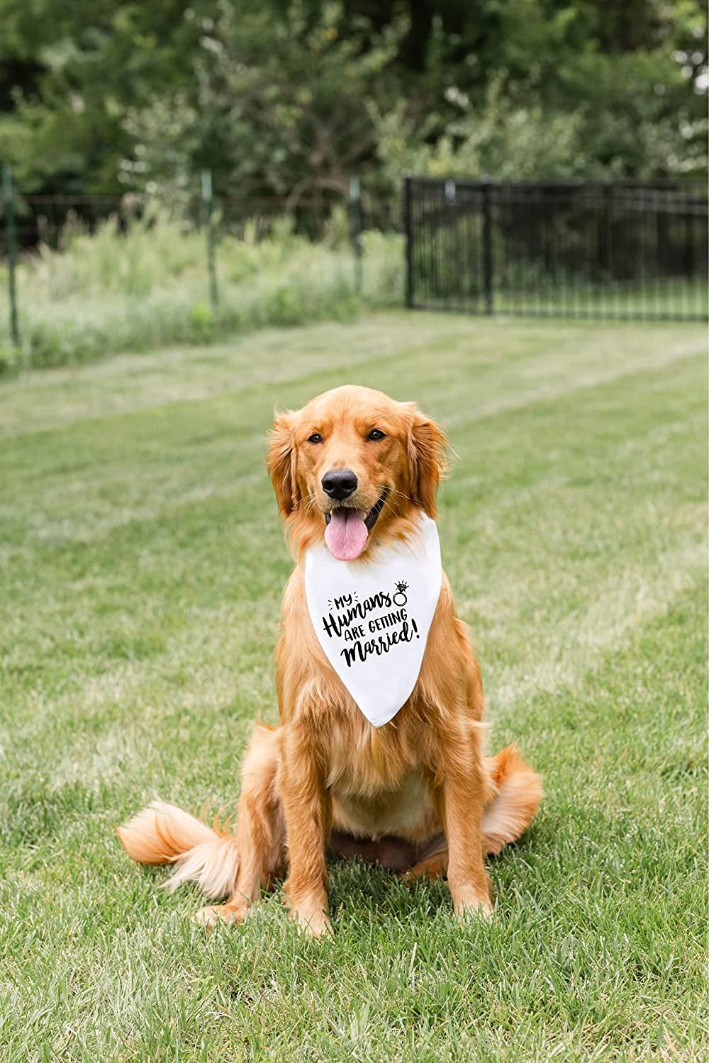 My Humans Are Getting Married Dog Bandana, Wedding Dog Bandana, Dog Engagement Announcement, Wedding Photo Prop, Pet Scarf, Pet Accessories Animals & Pet Supplies > Pet Supplies > Dog Supplies > Dog Apparel Moonwake Designs Co   