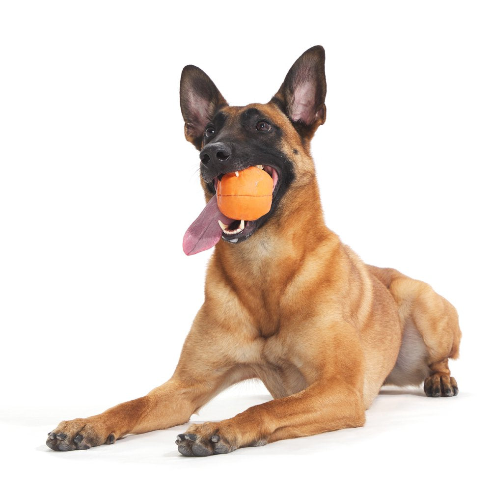 BARK Orange Crush Super Chewer Rip and Reveal Dog Toy - Barkfest in Bed Animals & Pet Supplies > Pet Supplies > Dog Supplies > Dog Toys BARK   