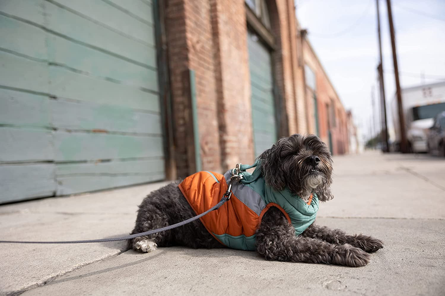 Gooby Mountaineer Dog Jacket - Jade, Medium - Warm Zip up Coat with Lift Handle and Dual O Ring Leash - Winter Water Resistant Small Dog Sweater - Dog Clothes for Small Dogs and Medium Dogs Animals & Pet Supplies > Pet Supplies > Dog Supplies > Dog Apparel Inafiction USA, Inc. dba Gooby Pet Fashion   