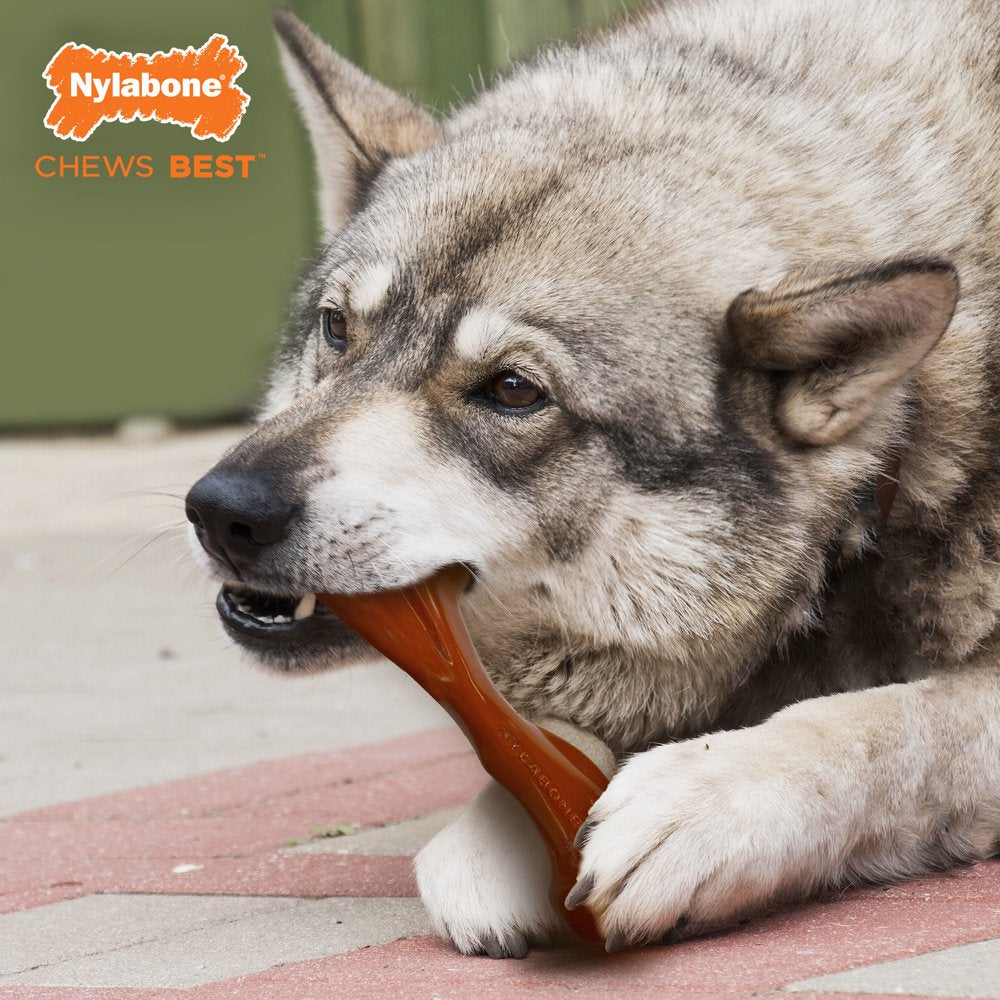 Nylabone Power Chew Bison Bone Alternative Nylon Dog Chew Toy - up to 50 Lbs. Animals & Pet Supplies > Pet Supplies > Dog Supplies > Dog Toys Central Garden and Pet   