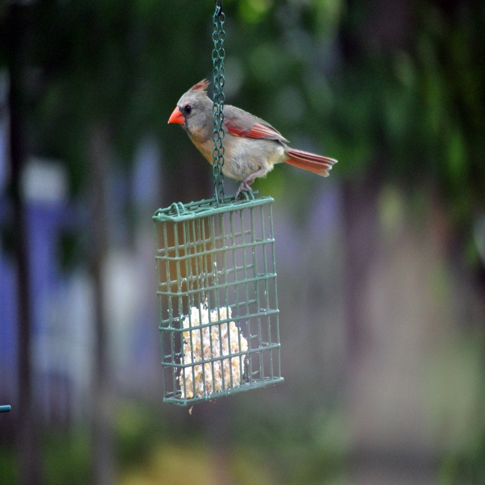 C&S Cherry Suet Treat, 11.75 Oz Cake, Wild Bird Food Animals & Pet Supplies > Pet Supplies > Bird Supplies > Bird Treats Central Garden and Pet   