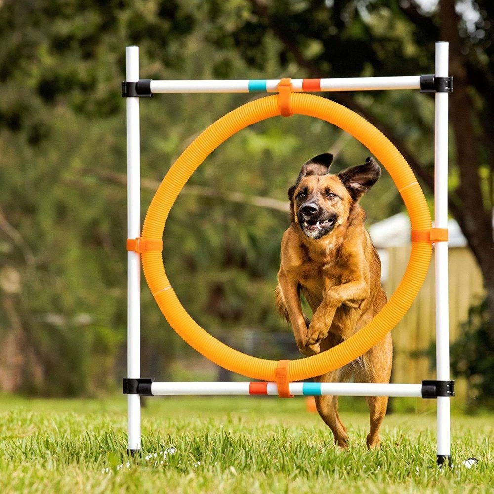 Bilot Dog Agility Hoop Jump, Whether You Are Looking to Give Your Dog More Exercise, Set up a Backyard Obstacle Course, or Do Agility with Your... Animals & Pet Supplies > Pet Supplies > Dog Supplies > Dog Treadmills Bilot   