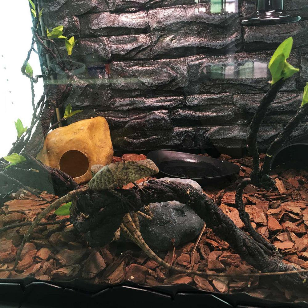 Catinbow Reptile Climbing Vines Plastics Jungle Vines Branches Habitat Terrarium Plant Decoration Accessories for Climbing Lizard Bearded Dragon Chameleon Lizards Snakes 2 Styles Dependable Animals & Pet Supplies > Pet Supplies > Small Animal Supplies > Small Animal Habitat Accessories Catinbow   