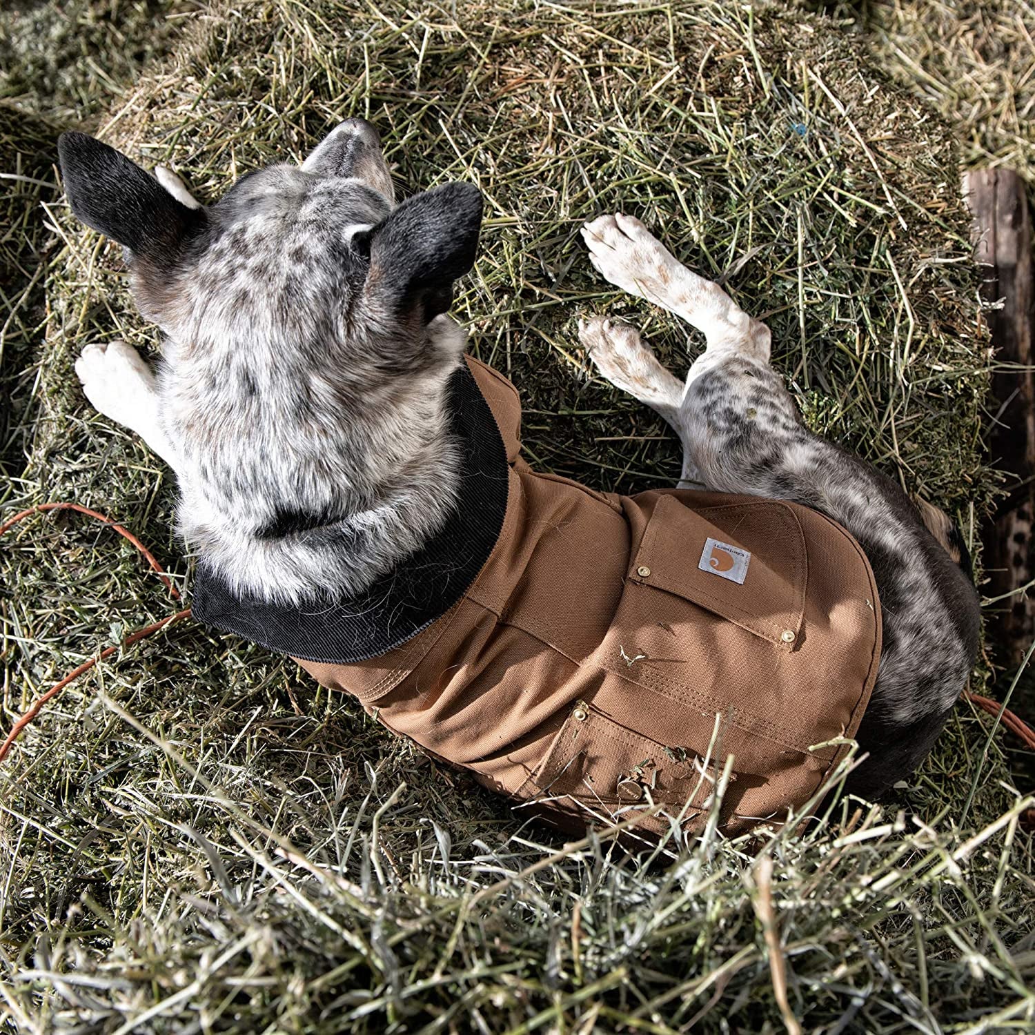 Carhartt Firm Duck Insulated Dog Chore Coat Brown/Brass Animals & Pet Supplies > Pet Supplies > Dog Supplies > Dog Apparel Carhartt   