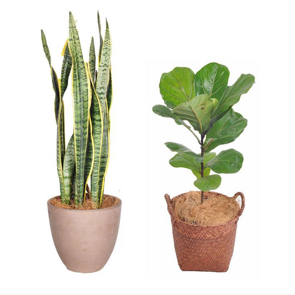 Bird'S Nest Pet Mat Coconut Fiber Birds Small Animals Nesting Hide Bedding Material Reptile Bedding Material Animals & Pet Supplies > Pet Supplies > Small Animal Supplies > Small Animal Bedding Huntermoon   