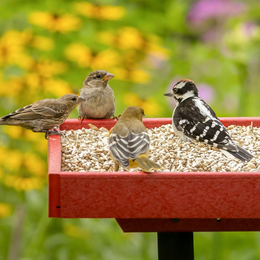 Audubon Park Safflower Seed Wild Bird Food, New, 5 Lb. Bag Animals & Pet Supplies > Pet Supplies > Bird Supplies > Bird Food Global Harvest Foods Ltd.   