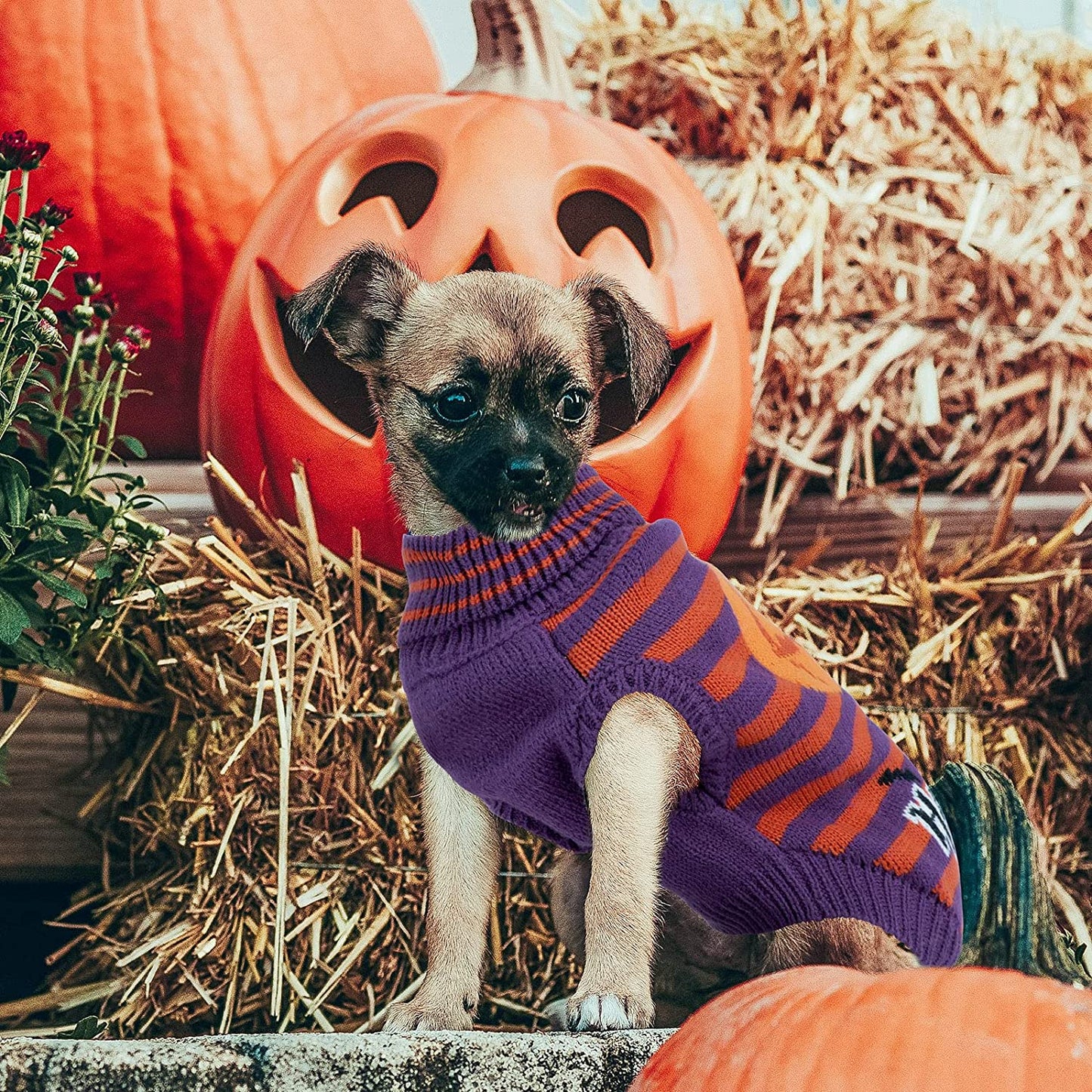 Rypet Halloween Pet Sweaters Dog Pullover Knitwear Dog Turtleneck Apparel for Small Medium Large Dog Animals & Pet Supplies > Pet Supplies > Dog Supplies > Dog Apparel Rypet   