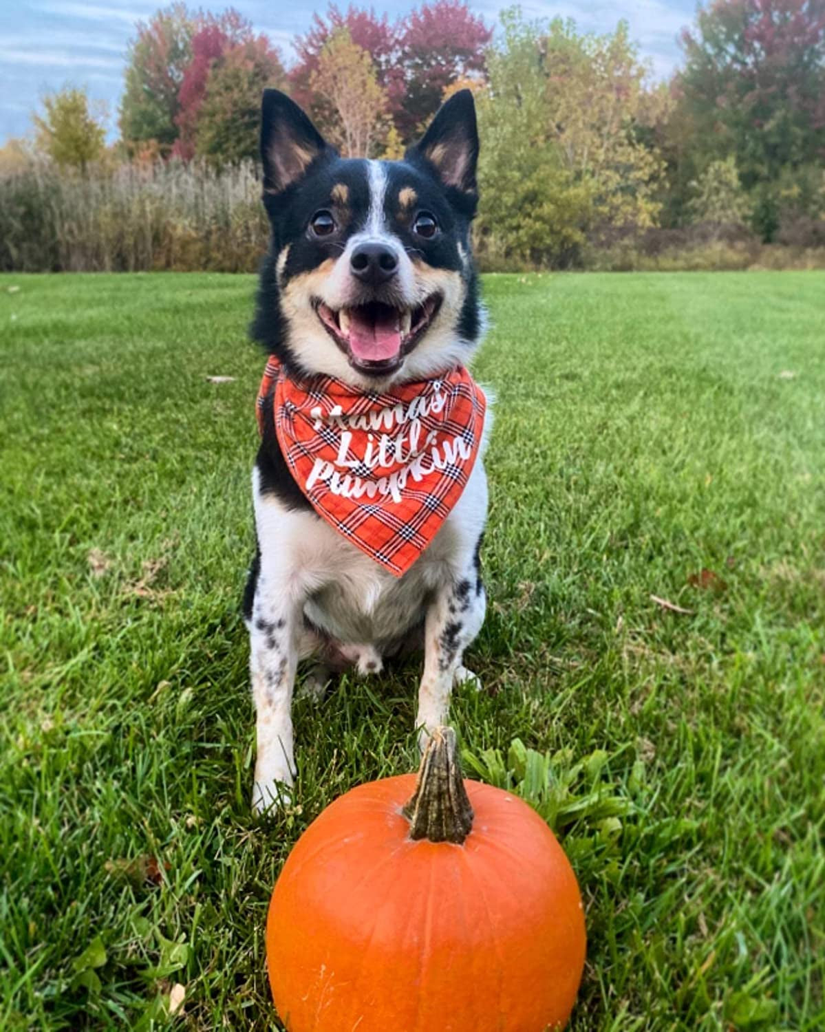 Dog Thanksgiving Bandana, Plaid Holiday Puppy Scarf Animals & Pet Supplies > Pet Supplies > Dog Supplies > Dog Apparel JPB   