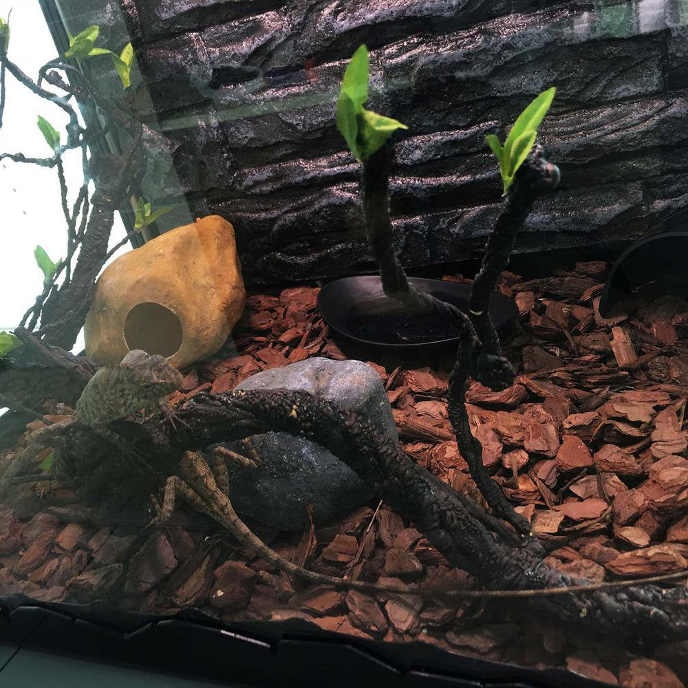 Catinbow Reptile Climbing Vines Plastics Jungle Vines Branches Habitat Terrarium Plant Decoration Accessories for Climbing Lizard Bearded Dragon Chameleon Lizards Snakes 2 Styles Dependable Animals & Pet Supplies > Pet Supplies > Small Animal Supplies > Small Animal Habitat Accessories Catinbow   