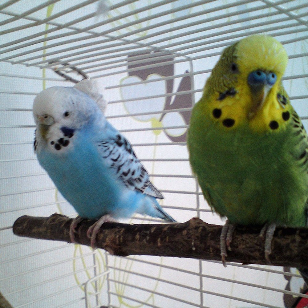 2/10Pcs Parrot Bird Perches Natural Wood Bird Standing Stick Parrot Perch Stand Platform Wooden Exercise Climbing Paw Grinding Toy Birdcage Accessories for Parakeet Parrot Budgie Lovebirds Animals & Pet Supplies > Pet Supplies > Bird Supplies > Bird Cage Accessories Fznkrag   